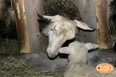 Liebe Mama